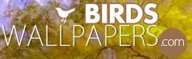 Background images from www.birds-wallpapers.com