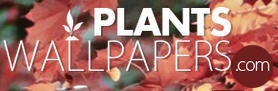 plants-wallpapers.com