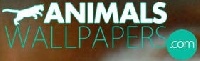 desktop backgrounds - animals-wallpapers.com